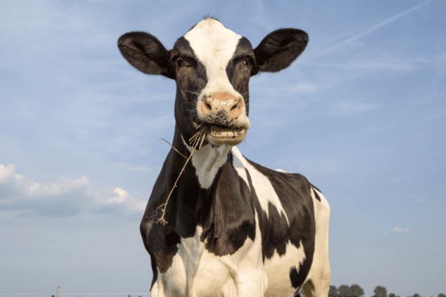 Healthy smiles are as important to us as they are to our animal friends. Take a peek into the world of farm animal dental care with us.