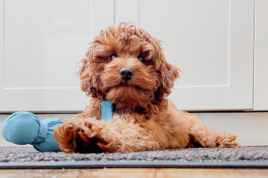 It’s National Puppy Day! In honor of our four-legged best friends, here’s how keeping their mouth healthy will set them up for a happy and healthy life: