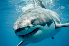 Shark teeth are among the most fascinating in the animal kingdom. Did you know that a single shark can lose and regrow thousands of teeth in its lifetime? Learn more about the apex predator’s teeth here.