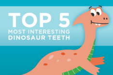 In honor of Dinosaur Day in June, we’re highlighting some of the most interesting dinosaur teeth. Learn about some of the most fascinating variations!