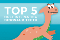 In honor of Dinosaur Day in June, we’re highlighting some of the most interesting dinosaur teeth. Learn about some of the most fascinating variations!